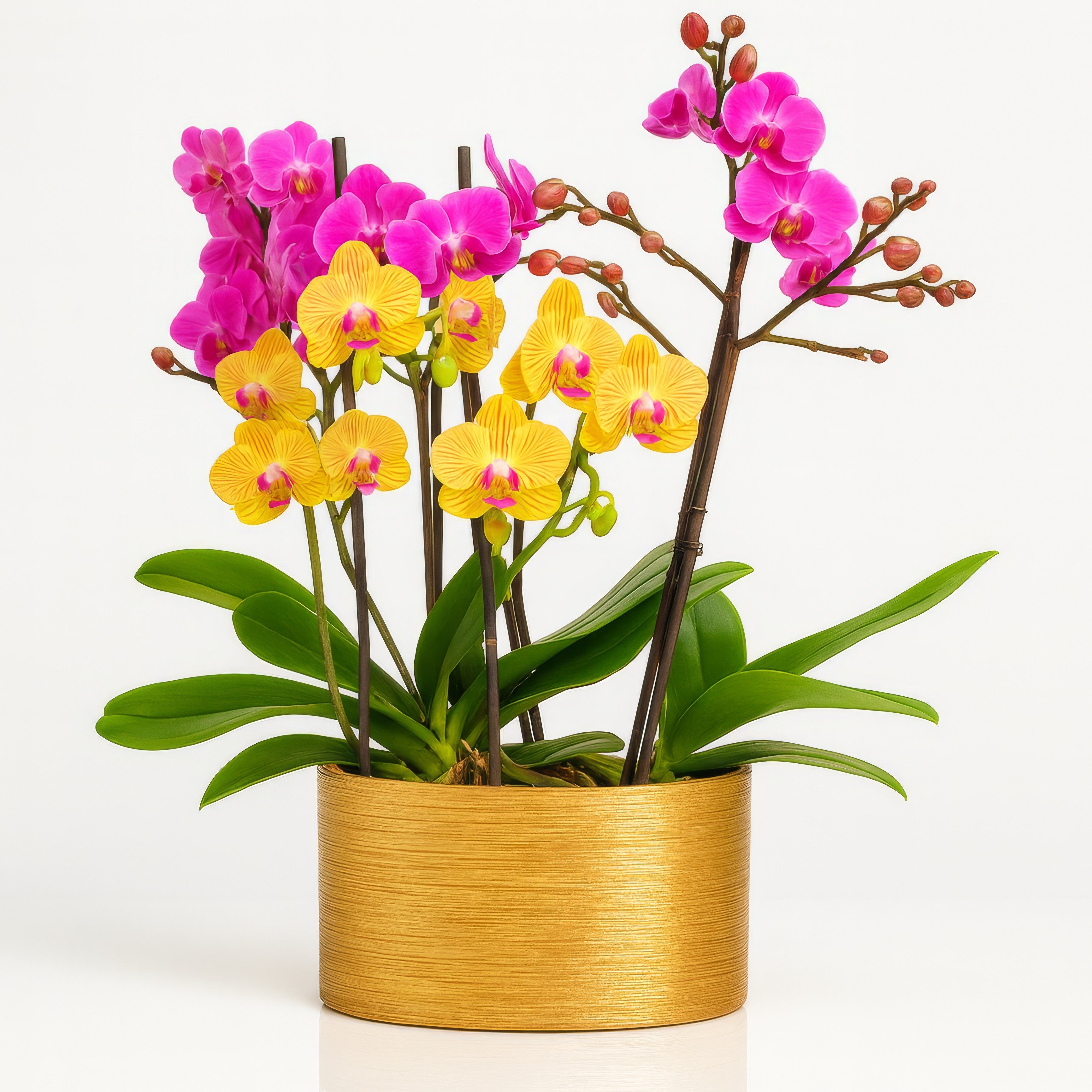 Arreglo 156 - Plantas mini orquídea phalaenopsis