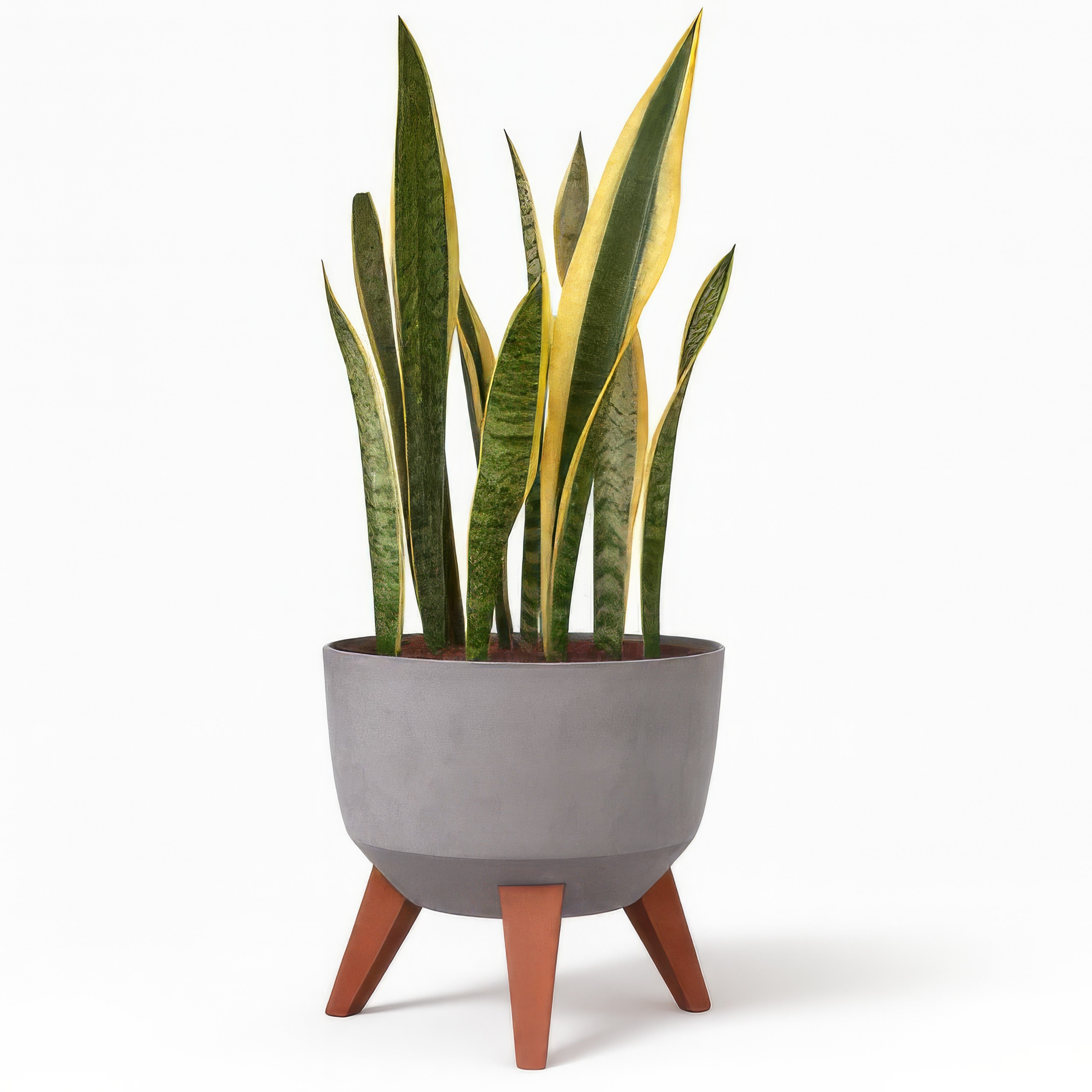 Arreglo 159 - Planta sansevieria