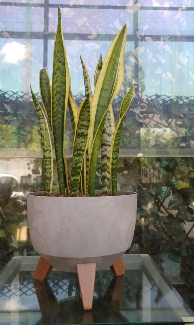 Arreglo 159 - Planta sansevieria