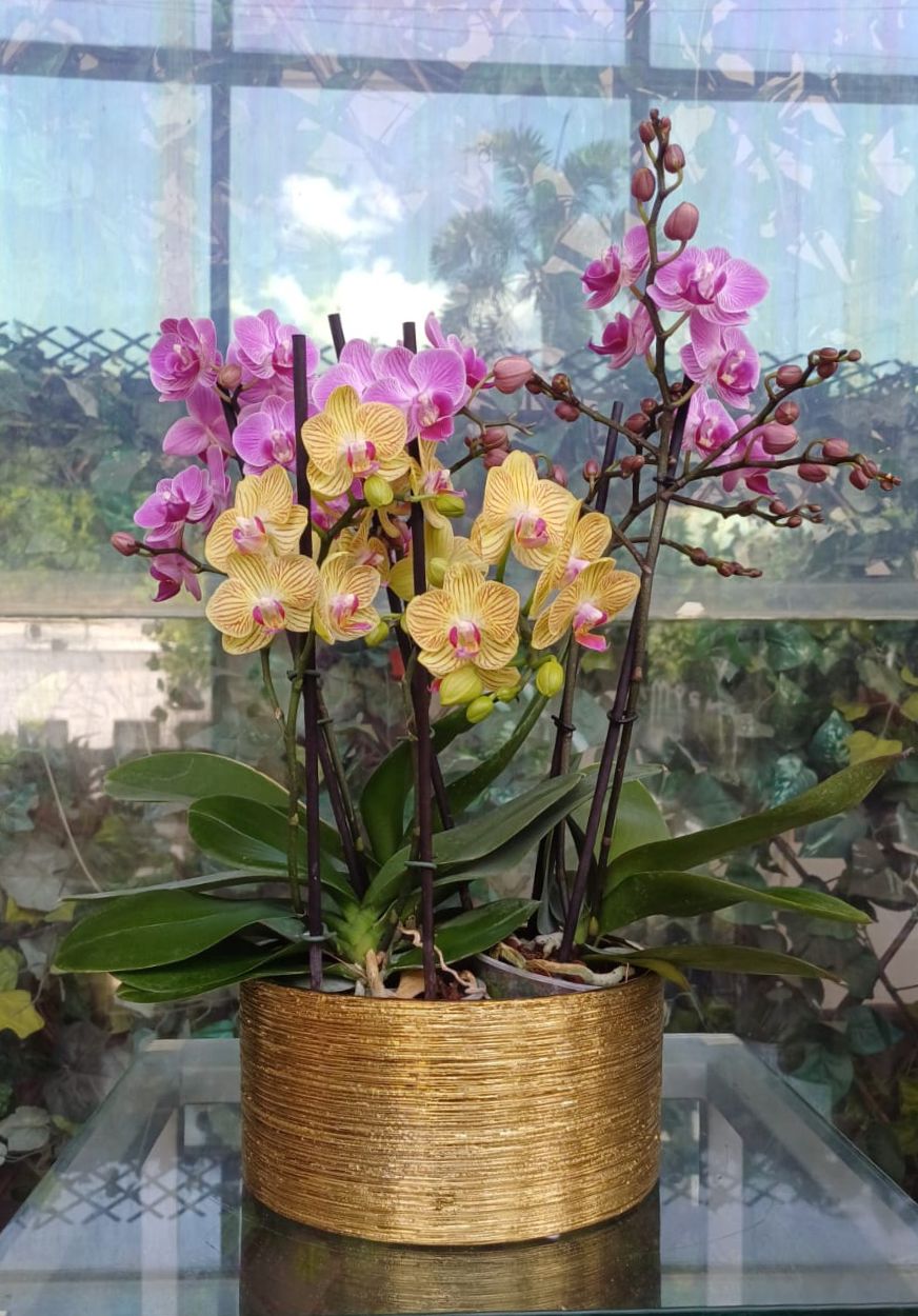 Arreglo 156 - Plantas mini orquídea phalaenopsis