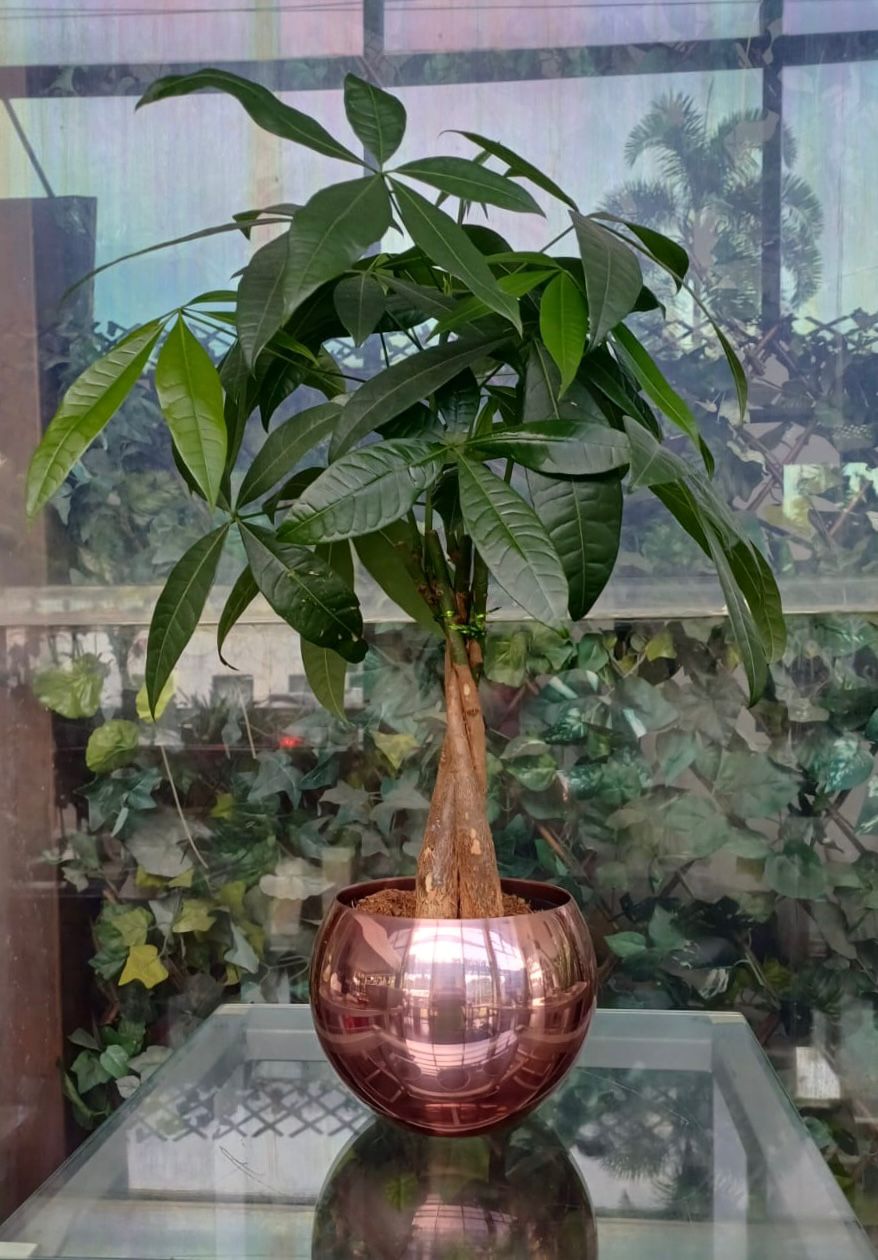 Arreglo 158 - Pachira o árbol del dinero